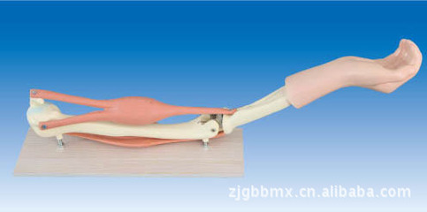 教学新利器——供应高质量肘关节(PVC)解剖模型，助您深入理解