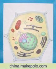 广州市导华科工贸植物细胞教学模型产品详情
